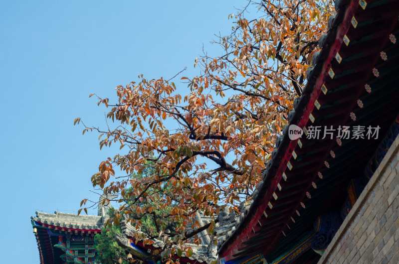 河南洛阳龙门石窟的香山寺秋景