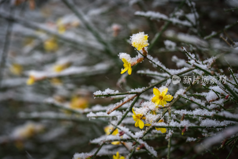 春天雪中的迎春花