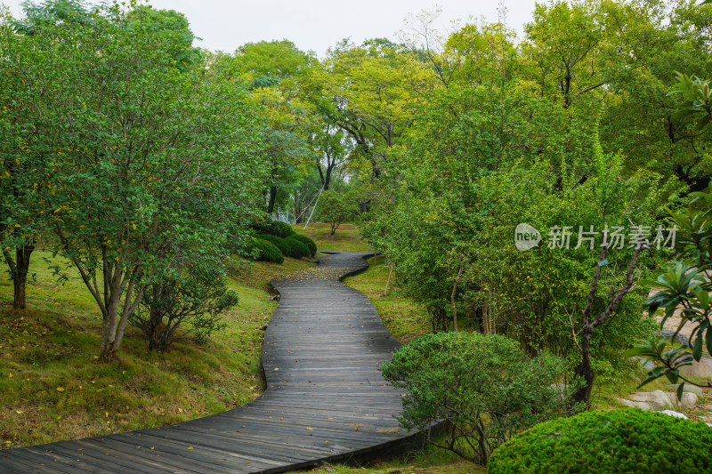 绿树小路