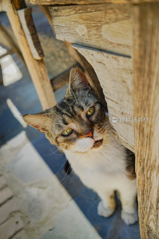 小猫在木椅下张望