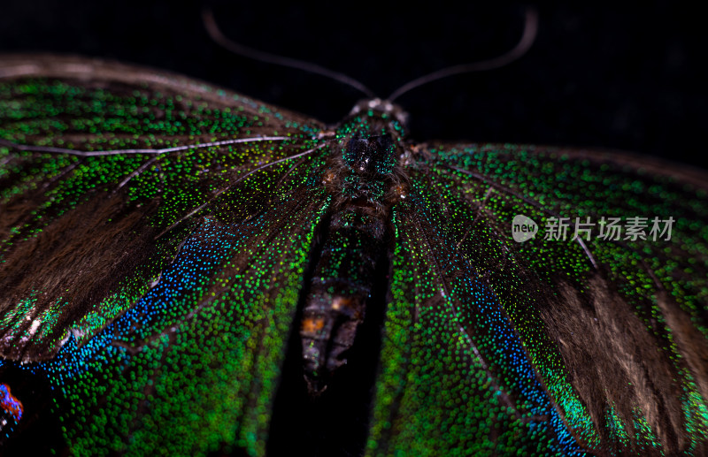 五彩绚烂的蝴蝶标本的微距特写