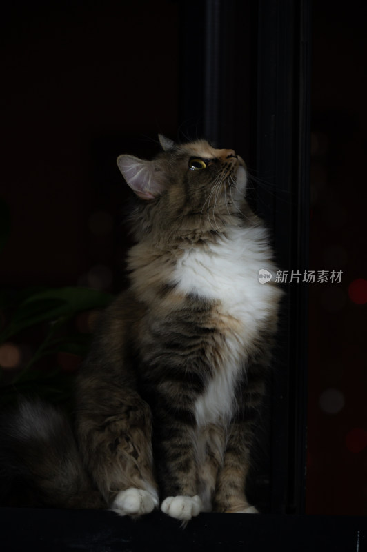 夜晚坐在窗户上的小猫