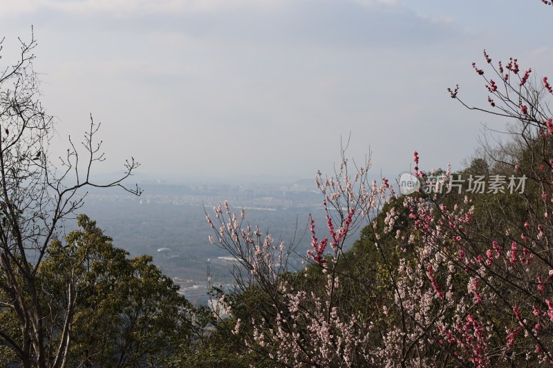 山上盛开的粉色花朵与远景城市