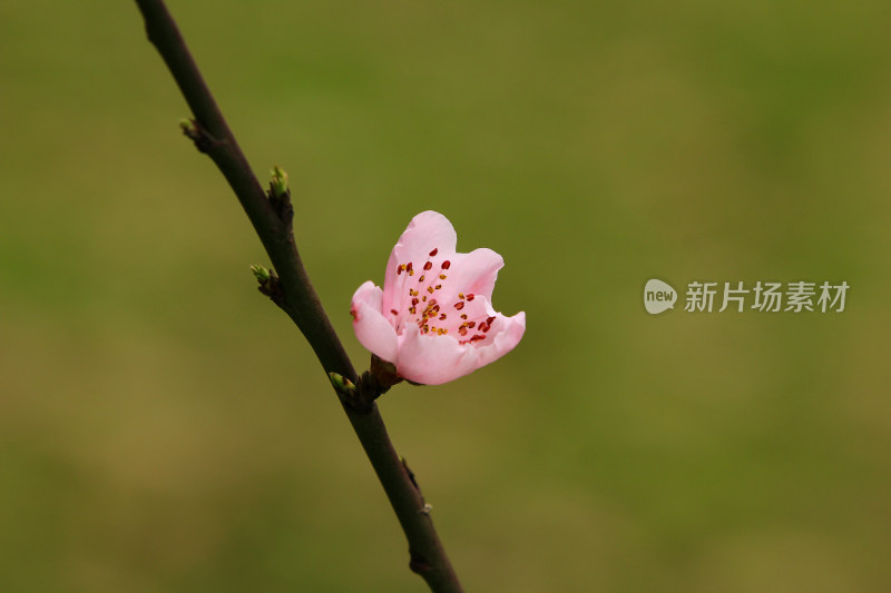 粉色的春桃花盛开