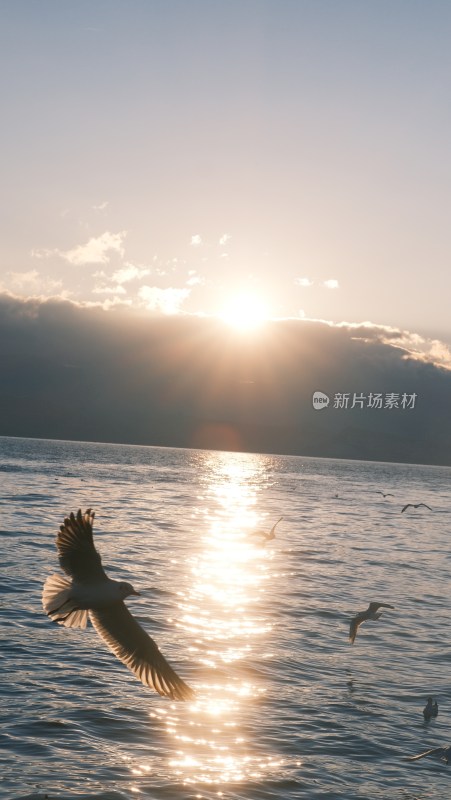 大理洱海风光滇池海鸥