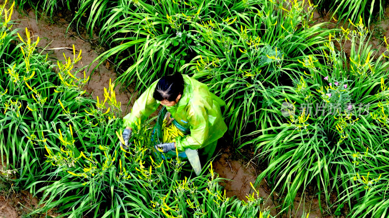 黄花菜种植采摘