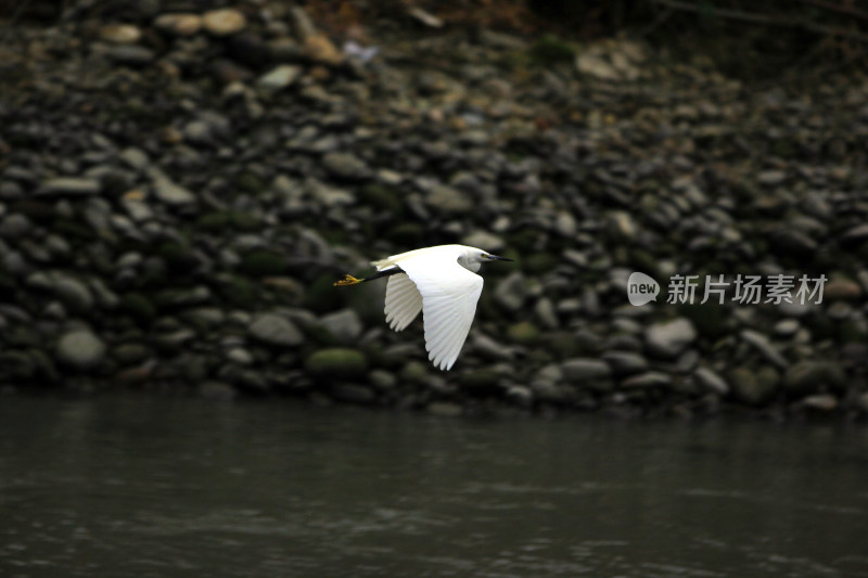 成都温江区江安河的白鹭