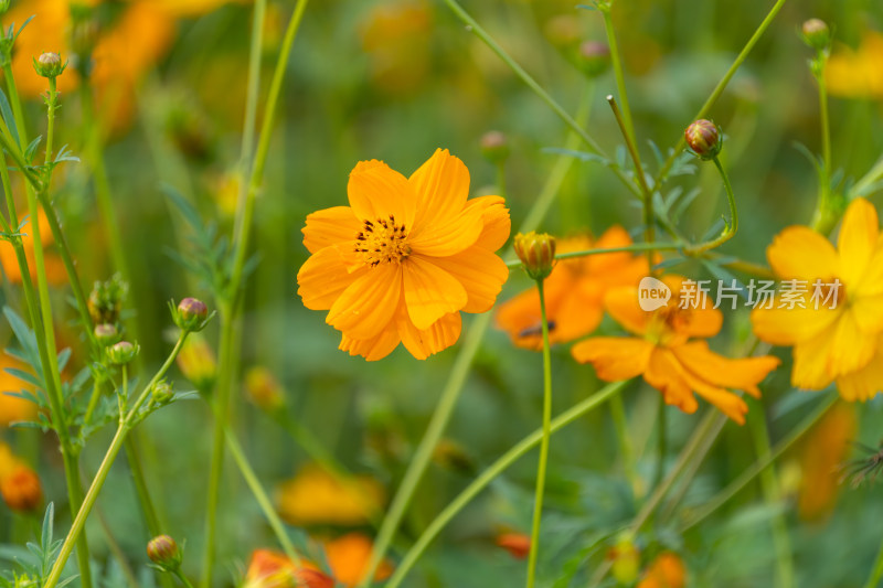 橙色波斯菊花田