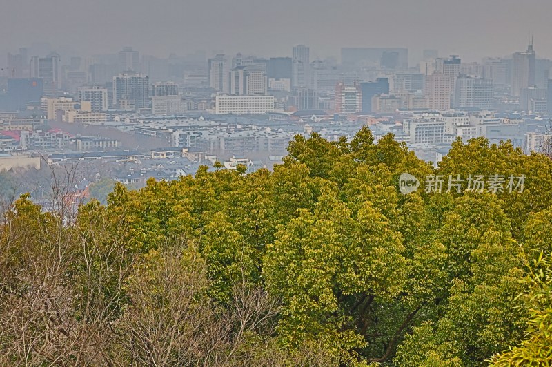 城市远景与前景绿植景观