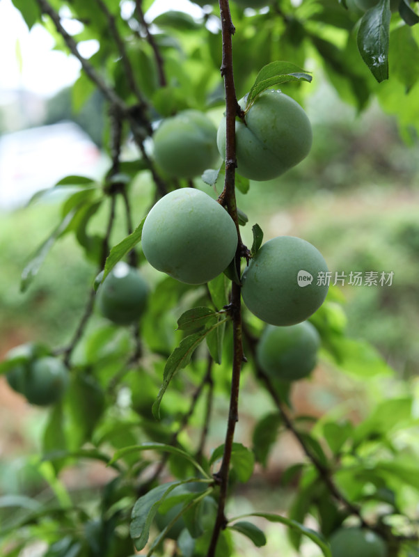 夏天大自然中的绿色果树和果实李子的风景