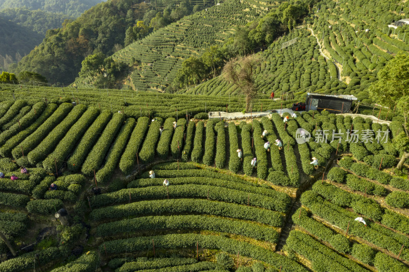 春天杭州西湖龙井茶园翁家山狮峰茶园