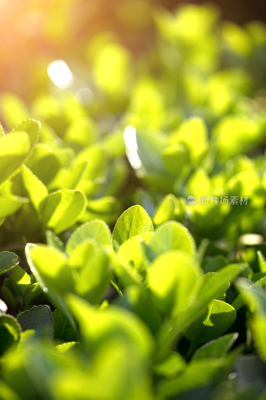 绿化植物冬青