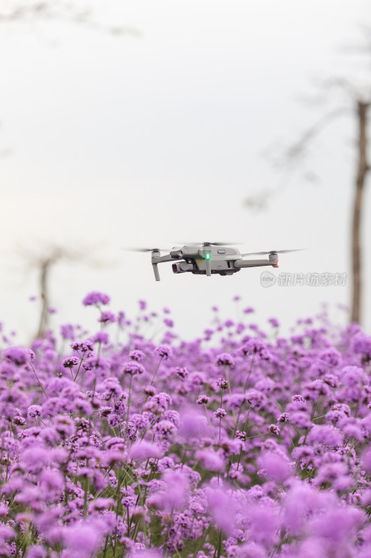 春天紫色马鞭草花海上空无人机在飞行