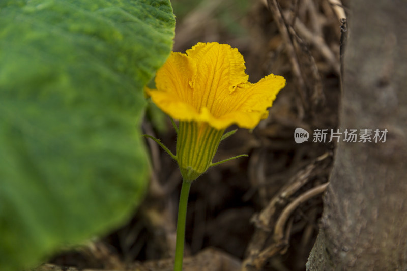 蔬菜园花花草草