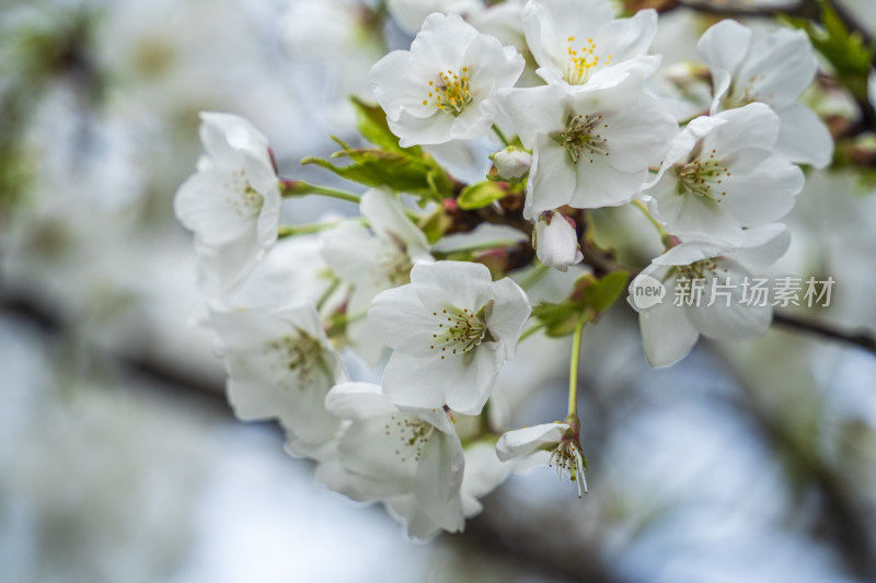 春天的白色樱花特写