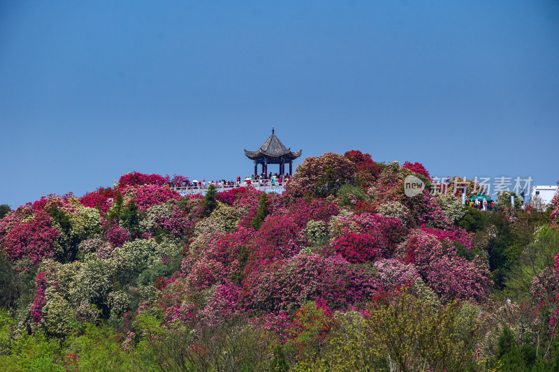 贵州百里杜鹃山间盛开的烂漫杜鹃花