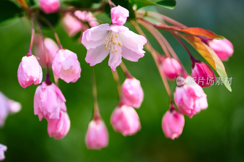 盛开的樱花