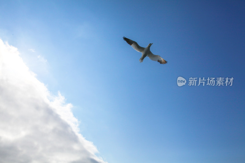 蓝天中飞翔的海鸥