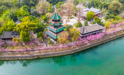 四川成都望江楼古建筑春天樱花园林风景