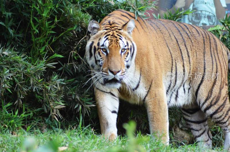 野生动物老虎食肉动物狩猎者