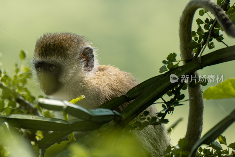 东非野生动物坦桑尼亚肯尼亚