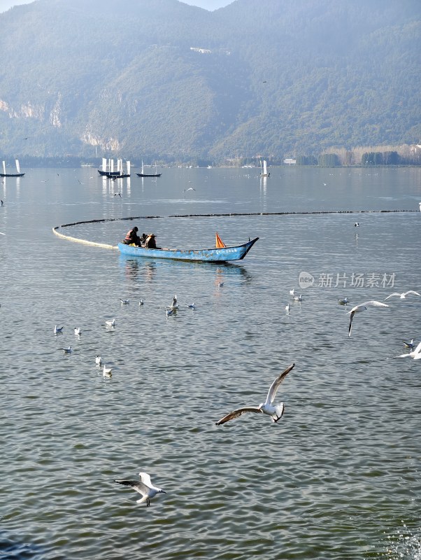 滇池海埂大坝海鸥