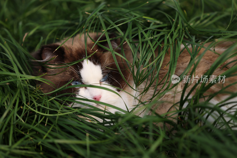 一只在草地上的布偶猫 海豹双色雄性种猫