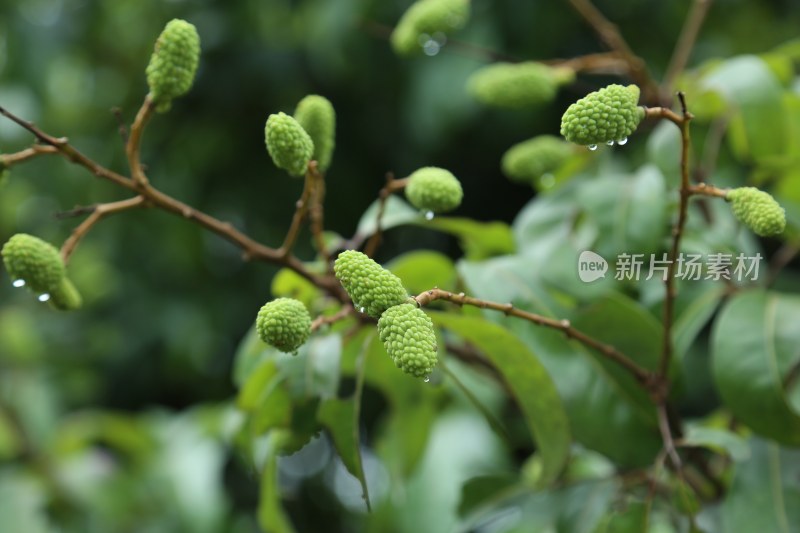 荔枝园里的荔枝树