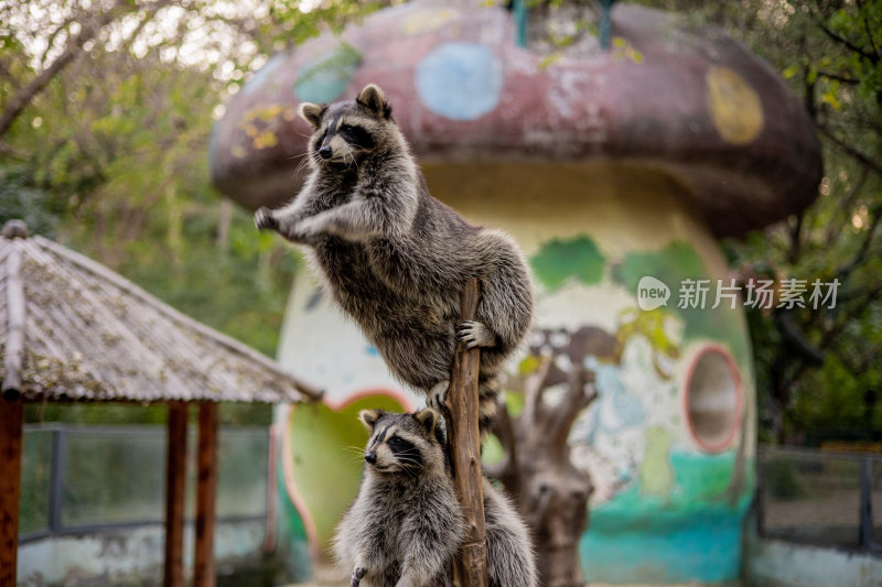 动物园的浣熊