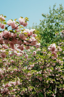 北京朝阳公园樱花