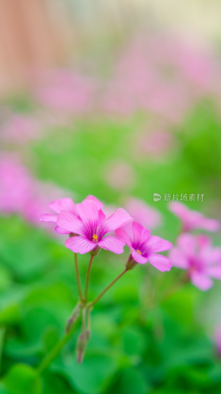 几朵盛开的红花酢浆草