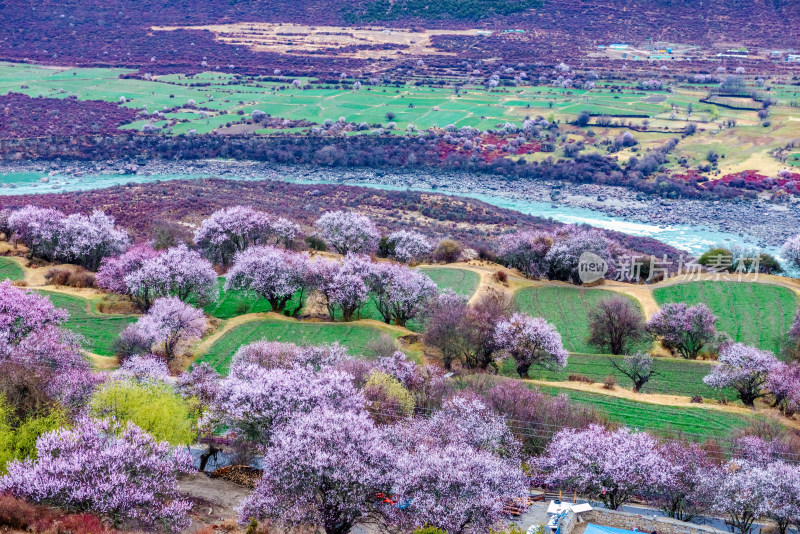 西藏林芝桃花园