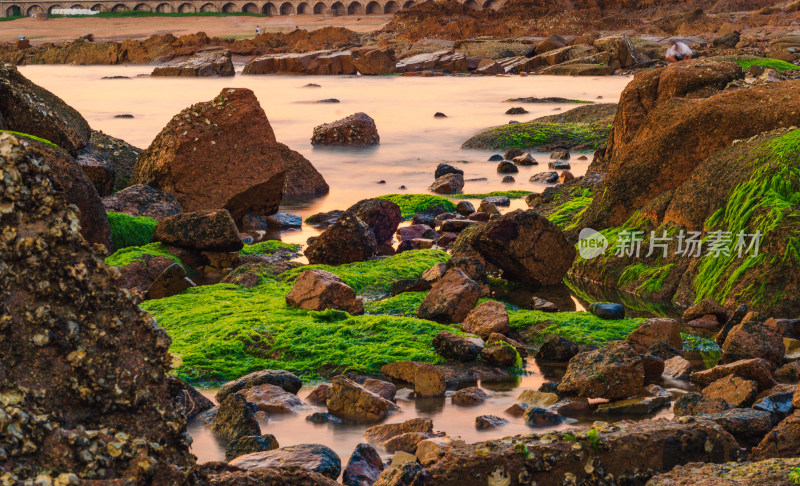 青岛太平角，海岸上布满绿藻的岩石