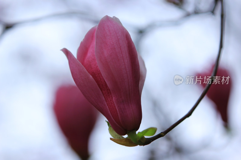 辛夷花，紫色的玉兰花