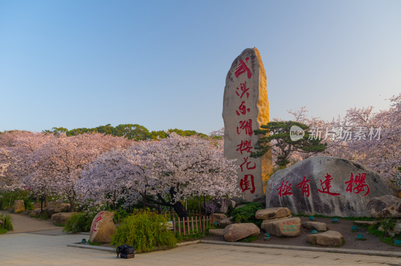 武汉东湖磨山樱花园樱花盛开