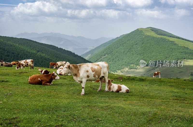 五台山上的牧场