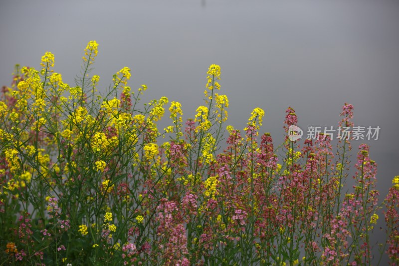 汉中皇塘的油菜花