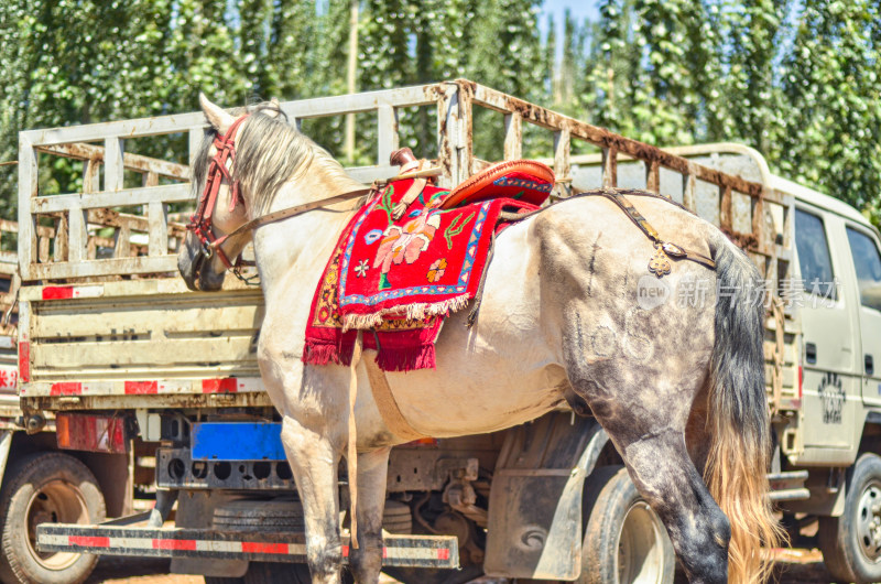 新疆喀什牛羊大巴扎农贸交易市场马匹