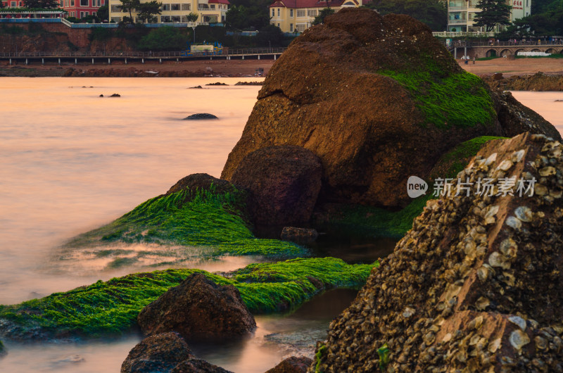青岛太平角，海岸上布满绿藻的岩石