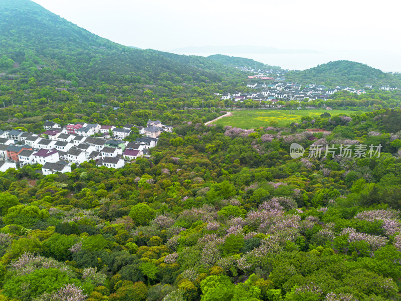 苏州光福，太湖边的村落，山间的绿树与晚樱