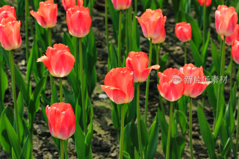 郁金香鲜花实拍背景