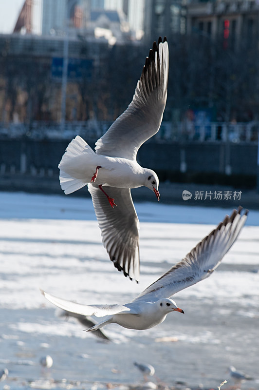 天津海河飞翔海鸥