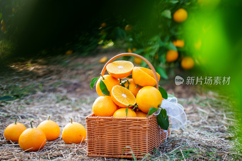 美丽乡村振兴橙子橘子采摘园丰收水果特写