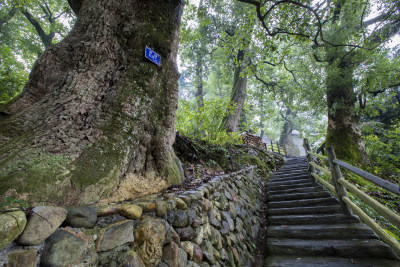 浙江松阳古村落风景 古树参天石板路