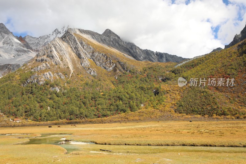 中国四川甘孜稻城亚丁洛绒牛场秋景