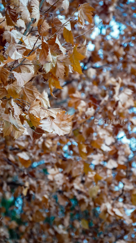 秋天枯萎枫树枫叶植物摄影图