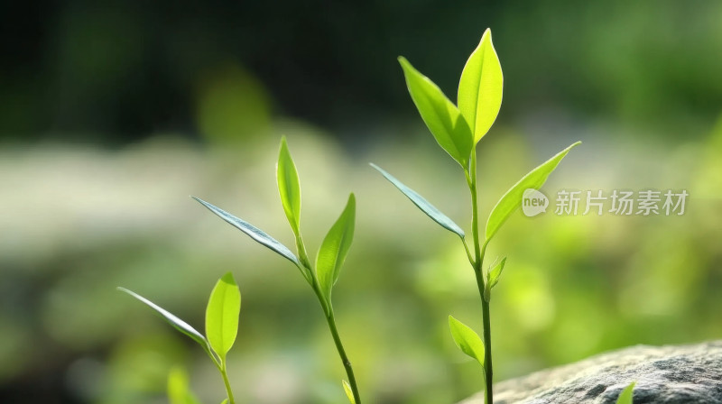 绿色嫩芽破土而出生命力量