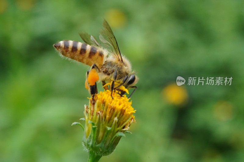 草丛中以花蜜为食的昆虫