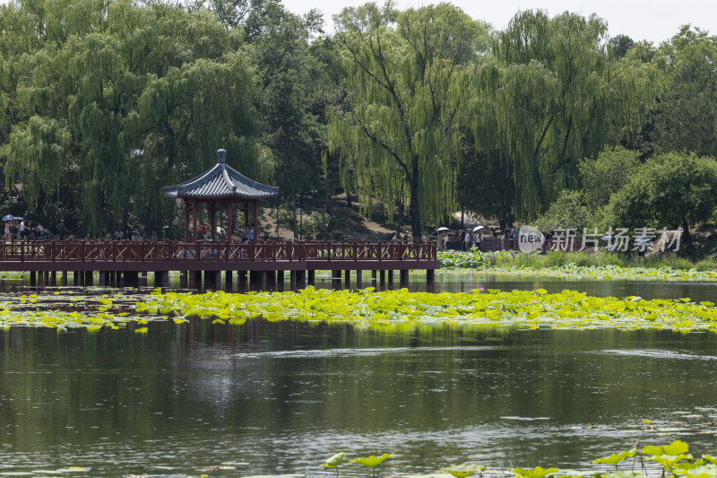 圆明园荷花池风景