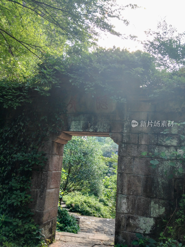 长满绿植的石拱门风景